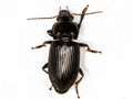Anisodactylus binotatus
